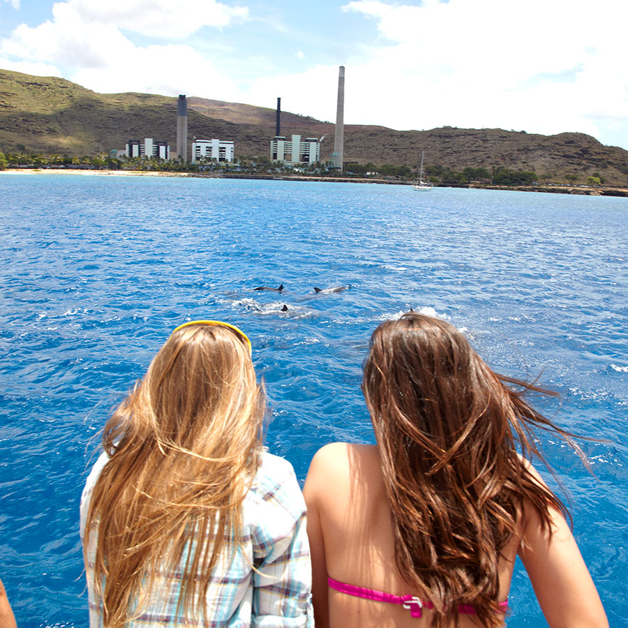 dolphin tours oahu hawaii