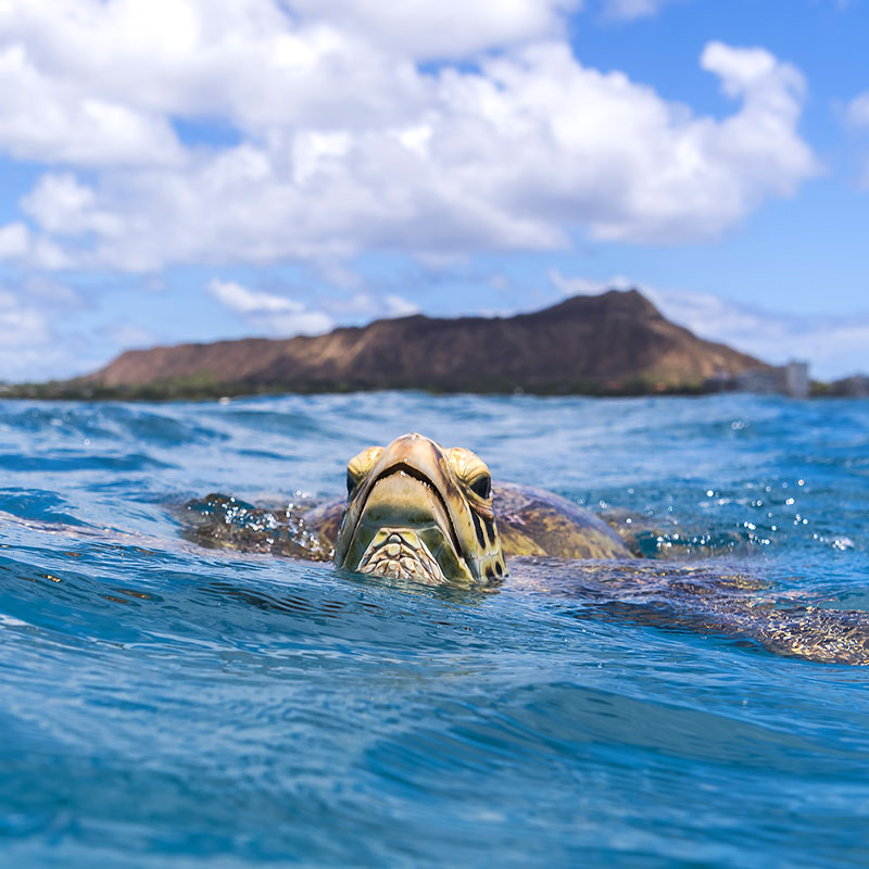 hawaiinautical-turtle-image-2