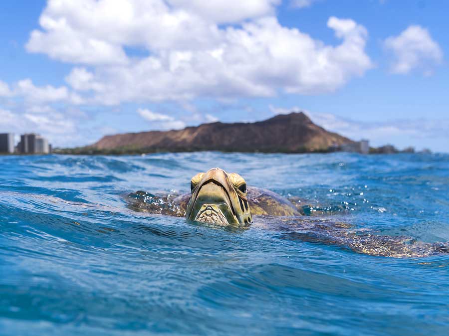 hawaiinautical-turtle-slide-3