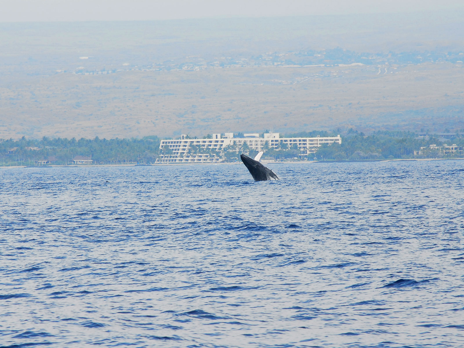 hawaiinautical-whalewatching-Honokohau-5