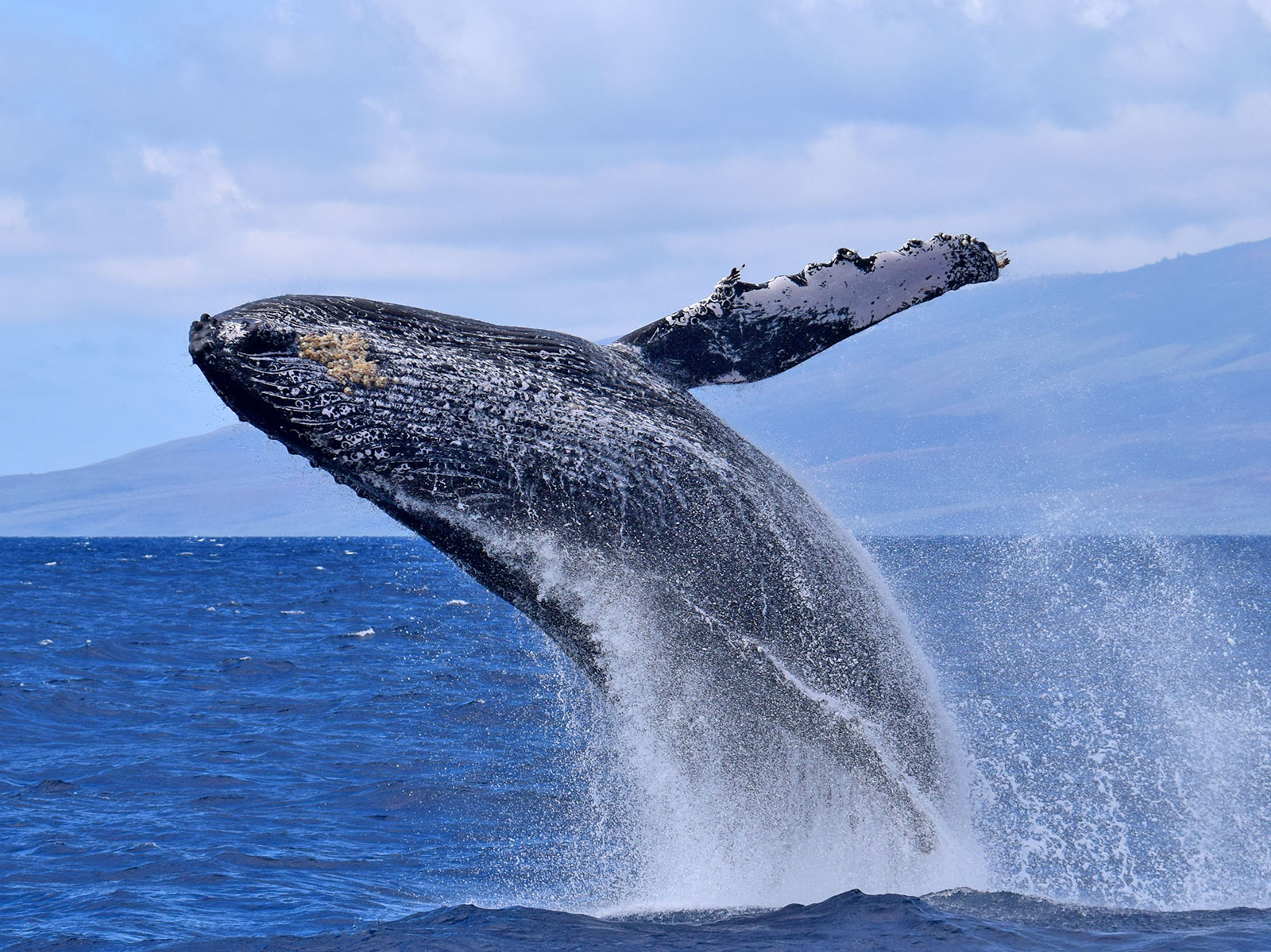 hawaiinautical-whalewatching-Kawaihae-4