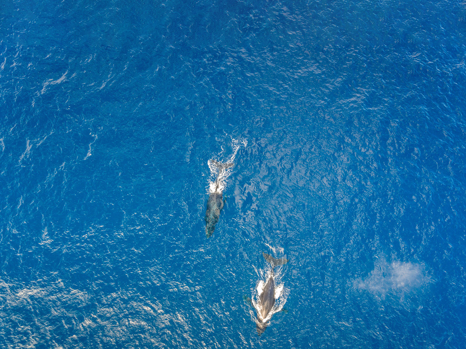 hawaiinautical-whalewatching-Waikoloa-5