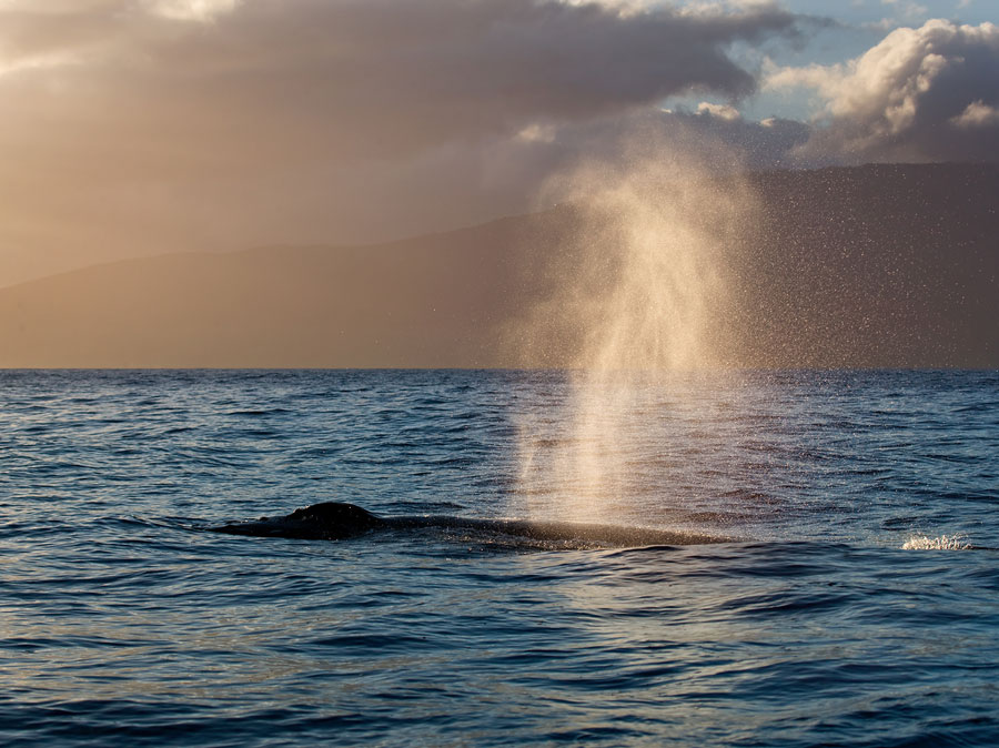 hawaiinautical-whalewatching-Maui-Slide-3